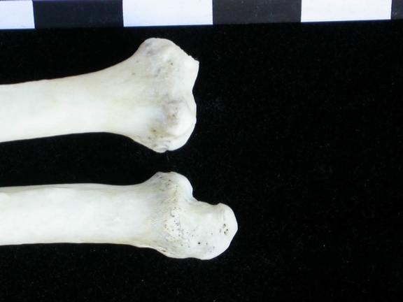 Radius et ulna : partie distale (12934 visites) Lutra lutra - Mâle - Adulte - Éléments droitsCollection : Centre d'Investigation Portugais d'Arch... Radius et ulna : partie distale