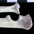 Radius et ulna : partie proximale (12173 visites) Lutra lutra - Mâle - Adulte - Éléments droitsCollection : Centre d'Investigation Portugais d'Arch... Radius et ulna : partie proximale