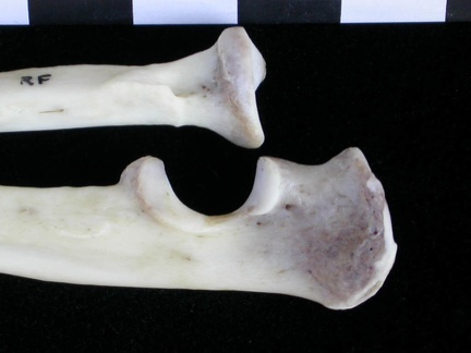 Radius et ulna : partie proximale (12138 visites) Lutra lutra - Mâle - Adulte - Éléments droitsCollection : Centre d'Investigation Portugais d'Arch... Radius et ulna : partie proximale