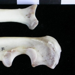 Radius et ulna : partie proximale (11368 visites) Lutra lutra - Mâle - Adulte - Éléments droitsCollection : Centre d'Investigation Portugais d'Arch... Radius et ulna : partie proximale