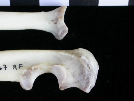 Radius et ulna : partie proximale (11368 visites) Lutra lutra - Mâle - Adulte - Éléments droitsCollection : Centre d'Investigation Portugais d'Arch... Radius et ulna : partie proximale