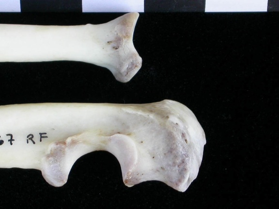 Radius et ulna : partie proximale (11398 visites) Lutra lutra - Mâle - Adulte - Éléments droitsCollection : Centre d'Investigation Portugais d'Arch... Radius et ulna : partie proximale