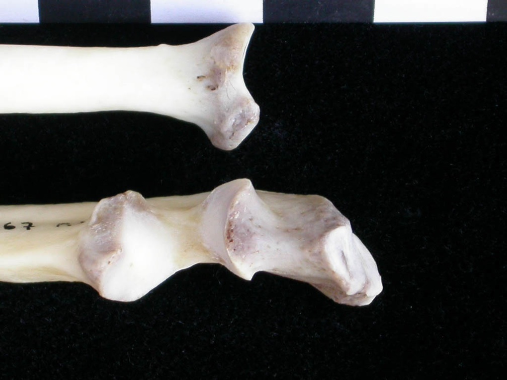 Radius et ulna : partie proximale (11431 visites) Lutra lutra - Mâle - Adulte - Éléments droitsCollection : Centre d'Investigation Portugais d'Arch... Radius et ulna : partie proximale