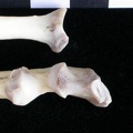 Radius et ulna : partie proximale (11446 visites) Lutra lutra - Mâle - Adulte - Éléments droitsCollection : Centre d'Investigation Portugais d'Arch... Radius et ulna : partie proximale