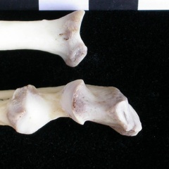 Radius et ulna : partie proximale (11398 visites) Lutra lutra - Mâle - Adulte - Éléments droitsCollection : Centre d'Investigation Portugais d'Arch... Radius et ulna : partie proximale