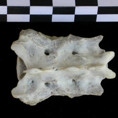 Sacrum