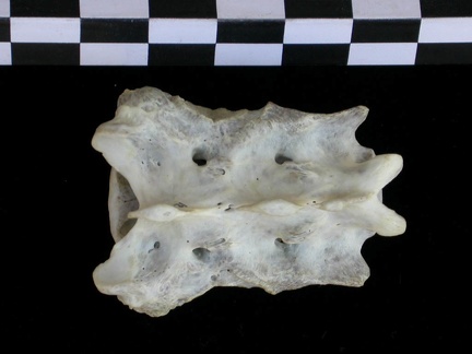 Sacrum (18217 visites) Lutra lutra - Mâle - AdulteCollection : Centre d'Investigation Portugais d'Archéologie (Id:CIPA126... Sacrum