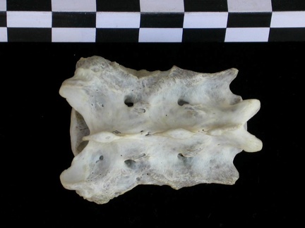 Sacrum