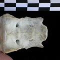 Sacrum (19107 visites) Lutra lutra - Mâle - AdulteCollection : Centre d'Investigation Portugais d'Archéologie (Id:CIPA126... Sacrum