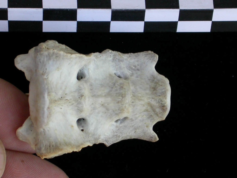 Sacrum (19114 visites) Lutra lutra - Mâle - AdulteCollection : Centre d'Investigation Portugais d'Archéologie (Id:CIPA126... Sacrum