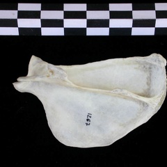 Scapula : vue latérale (25010 visites) Lutra lutra - Mâle - Adulte - Élément droitCollection : Centre d'Investigation Portugais d'Arché... Scapula : vue latérale