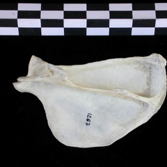 Scapula: side view