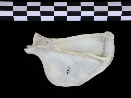 Scapula : vue latérale (25023 visites) Lutra lutra - Mâle - Adulte - Élément droitCollection : Centre d'Investigation Portugais d'Arché... Scapula : vue latérale