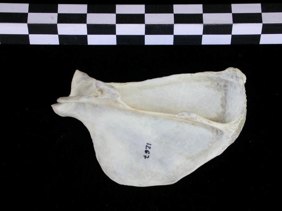 Scapula : vue latérale (25013 visites) Lutra lutra - Mâle - Adulte - Élément droitCollection : Centre d'Investigation Portugais d'Arché... Scapula : vue latérale