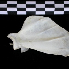 Scapula : vue médiale (24389 visites) Lutra lutra - Mâle - Adulte - Élément droitCollection : Centre d'Investigation Portugais d'Arché... Scapula : vue médiale