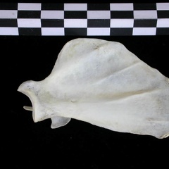 Scapula : vue médiale