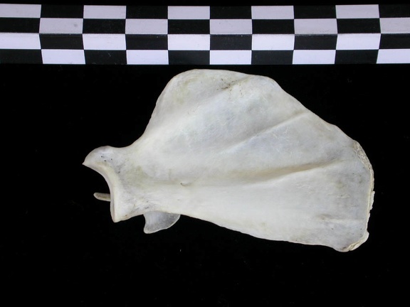 Scapula : vue médiale (24391 visites) Lutra lutra - Mâle - Adulte - Élément droitCollection : Centre d'Investigation Portugais d'Arché... Scapula : vue médiale