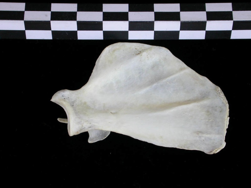 Scapula : vue médiale (24410 visites) Lutra lutra - Mâle - Adulte - Élément droitCollection : Centre d'Investigation Portugais d'Arché... Scapula : vue médiale