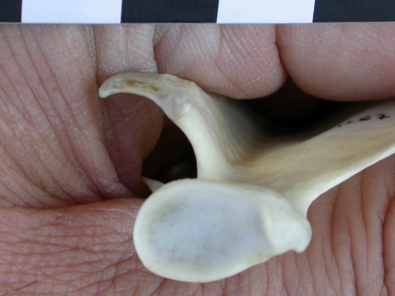 Scapula : vue ventrale (26372 visites) Lutra lutra - Mâle - Adulte - Élément droitCollection : Centre d'Investigation Portugais d'Arché... Scapula : vue ventrale