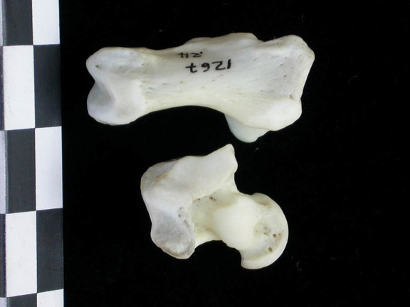 Talus et calcanéus (25526 visites) Lutra lutra - Mâle - Adulte - Éléments droitsCollection : Centre d'Investigation Portugais d'Arch... Talus et calcanéus