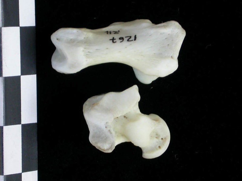 Talus et calcanéus (25487 visites) Lutra lutra - Mâle - Adulte - Éléments droitsCollection : Centre d'Investigation Portugais d'Arch... Talus et calcanéus