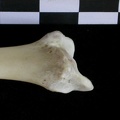 Tibia : partie distale (22234 visites) Lutra lutra - Mâle - Adulte - Élément droitCollection : Centre d'Investigation Portugais d'Arché... Tibia : partie distale
