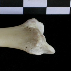 Tibia : partie distale (22205 visites) Lutra lutra - Mâle - Adulte - Élément droitCollection : Centre d'Investigation Portugais d'Arché... Tibia : partie distale