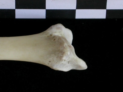Tibia: parte distal (22226 visitas) Lutra lutra - Macho - Adulto - Elemento derechoColección : Centro d' Investigación Portugués d' A... Tibia: parte distal