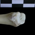 Tibia : partie distale (22213 visites) Lutra lutra - Mâle - Adulte - Élément droitCollection : Centre d'Investigation Portugais d'Arché... Tibia : partie distale