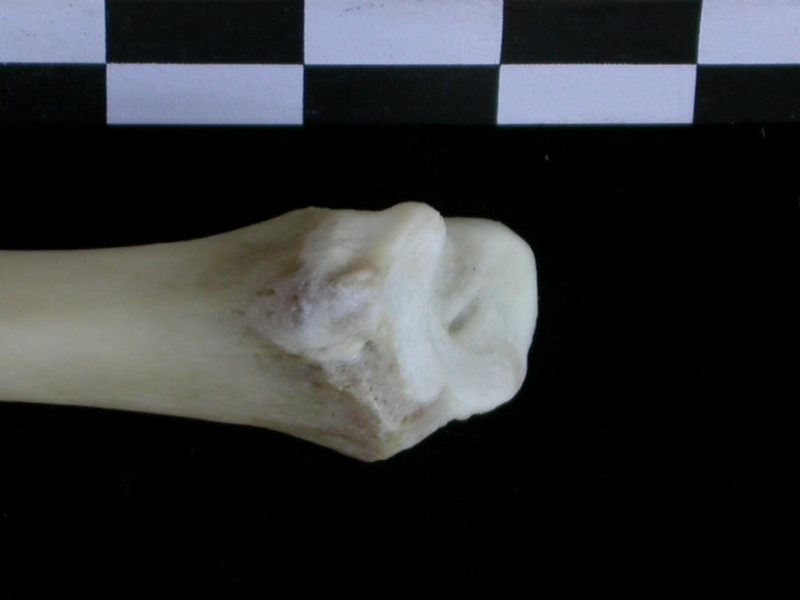 Tibia : partie distale (22178 visites) Lutra lutra - Mâle - Adulte - Élément droitCollection : Centre d'Investigation Portugais d'Arché... Tibia : partie distale