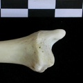 Tibia : partie distale (24177 visites) Lutra lutra - Mâle - Adulte - Élément droitCollection : Centre d'Investigation Portugais d'Arché... Tibia : partie distale