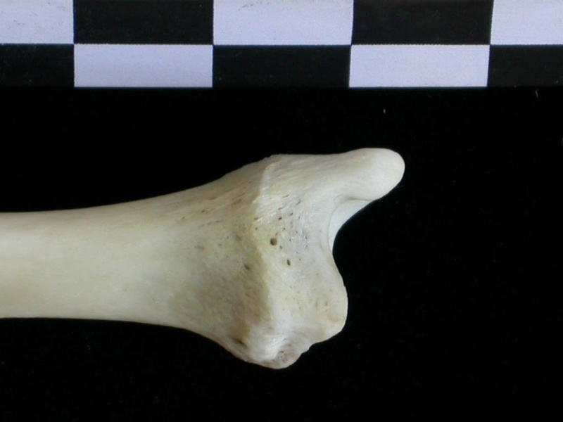 Tibia : partie distale (24136 visites) Lutra lutra - Mâle - Adulte - Élément droitCollection : Centre d'Investigation Portugais d'Arché... Tibia : partie distale