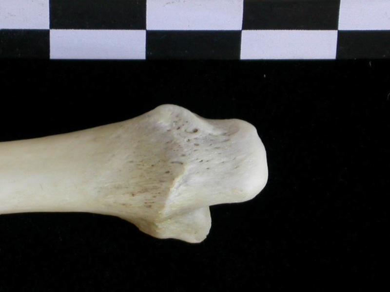 Tibia : partie distale (22673 visites) Lutra lutra - Mâle - Adulte - Élément droitCollection : Centre d'Investigation Portugais d'Arché... Tibia : partie distale
