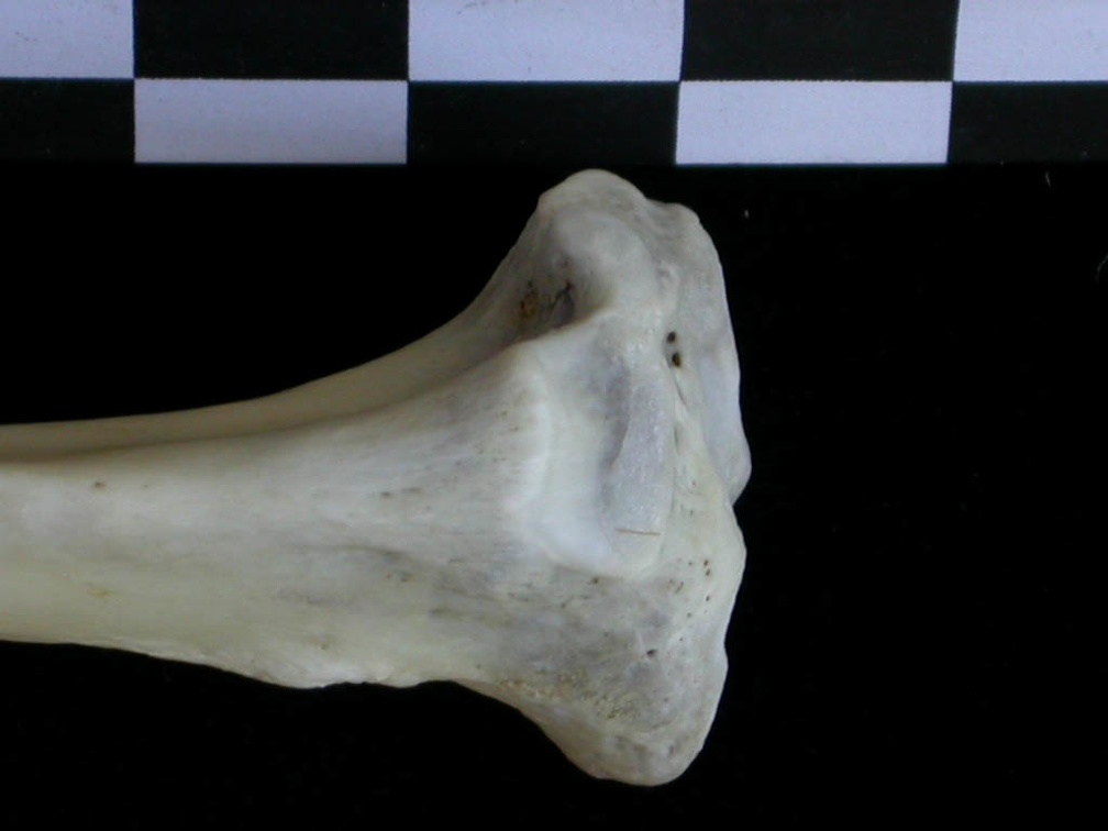 Tibia : partie proximale (21745 visites) Lutra lutra - Mâle - Adulte - Élément droitCollection : Centre d'Investigation Portugais d'Arché... Tibia : partie proximale