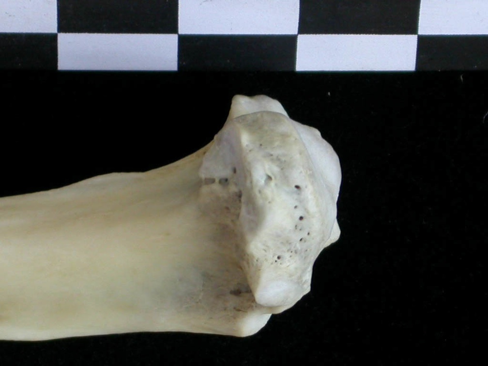 Tibia : partie proximale (21543 visites) Lutra lutra - Mâle - Adulte - Élément droitCollection : Centre d'Investigation Portugais d'Arché... Tibia : partie proximale