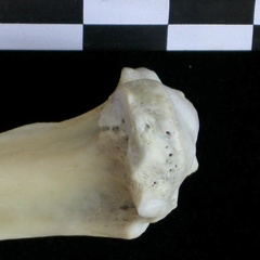 Tibia: proximale part (21421 visits) Lutra lutra - Male - Adult- Right elementCollection: Portuguese Center of Investigation in Archaeolo... Tibia: proximale part