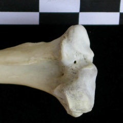Tibia: proximale part (22468 visits) Lutra lutra - Male - Adult- Right elementCollection: Portuguese Center of Investigation in Archaeolo... Tibia: proximale part
