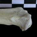 Tibia : partie proximale (23944 visites) Lutra lutra - Mâle - Adulte - Élément droitCollection : Centre d'Investigation Portugais d'Arché... Tibia : partie proximale