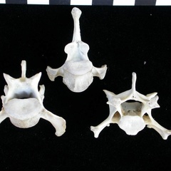 Vertebrae (34800 visits) Lutra lutra - Male - AdultCollection: Portuguese Center of Investigation in Archaeology (Id:CIPA1267... Vertebrae