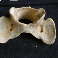 Atlas (22229 visites) Acinonyx jubatus - Femelle - AdulteCollection : Kabete laboratoire (Id:OM4193) - Pays : Kenya
Atlas
