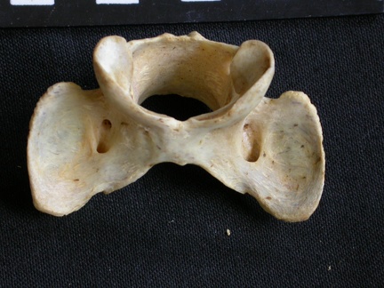 Atlas (22231 visites) Acinonyx jubatus - Femelle - AdulteCollection : Kabete laboratoire (Id:OM4193) - Pays : Kenya
Atlas