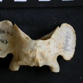 Atlas (20993 visites) Acinonyx jubatus - Femelle - AdulteCollection : Kabete laboratoire (Id:OM4193) - Pays : Kenya
Atlas