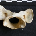 Atlas (20261 visites) Acinonyx jubatus - Femelle - AdulteCollection : Kabete laboratoire (Id:OM4193) - Pays : Kenya
Atlas