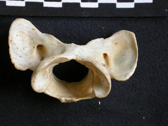 Atlas (20264 visites) Acinonyx jubatus - Femelle - AdulteCollection : Kabete laboratoire (Id:OM4193) - Pays : Kenya
Atlas