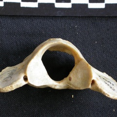 Atlas (19803 visites) Acinonyx jubatus - Femelle - AdulteCollection : Kabete laboratoire (Id:OM4193) - Pays : Kenya
Atlas
