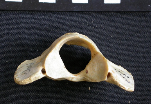 Atlas (19737 visites) Acinonyx jubatus - Femelle - AdulteCollection : Kabete laboratoire (Id:OM4193) - Pays : Kenya
Atlas