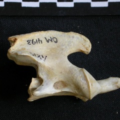Axis (18382 visites) Acinonyx jubatus - Femelle - AdulteCollection : Kabete laboratoire (Id:OM4193) - Pays : Kenya
Axis
