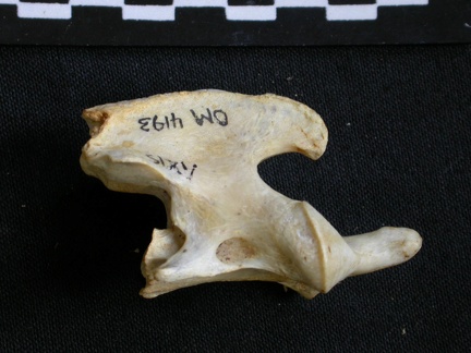 Axis (18369 visites) Acinonyx jubatus - Femelle - AdulteCollection : Kabete laboratoire (Id:OM4193) - Pays : Kenya
Axis
