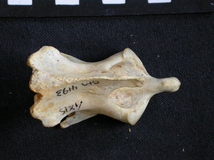 Axis (18500 visites) Acinonyx jubatus - Femelle - AdulteCollection : Kabete laboratoire (Id:OM4193) - Pays : Kenya
Axis
