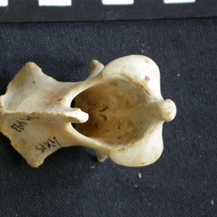 Axis (17870 visites) Acinonyx jubatus - Femelle - AdulteCollection : Kabete laboratoire (Id:OM4193) - Pays : Kenya
Axis